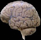 brain